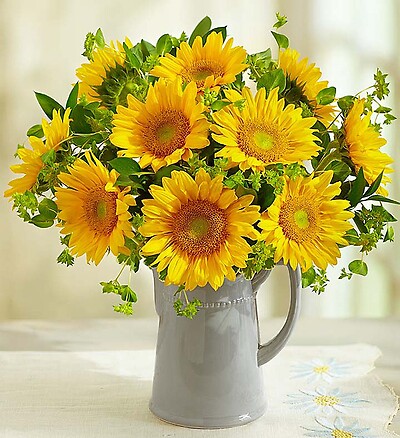 Pitcher Full of Sunflowers